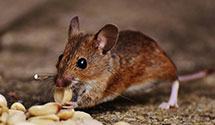 24 Hour & Emergency Exterminators in Marietta, SC